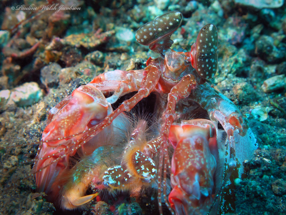 Lisa's mantis shrimp
