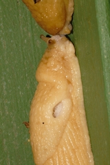 Polytoxon robustum