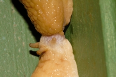 Polytoxon robustum