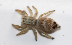 Rudakius
