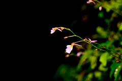 Utricularia striatula