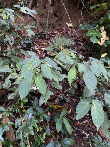 Begonia declinata, photograph 2