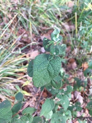 Cistus salviifolius