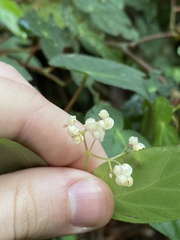 Begonia declinata, photograph Pedro Alvaro Neves, CC BY, iNaturalist via GBIF