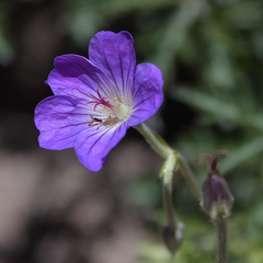 Geranium robustum