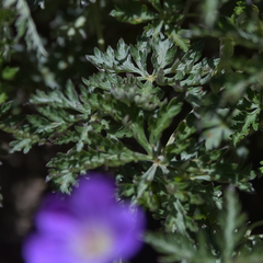 Geranium robustum
