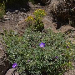 Geranium robustum