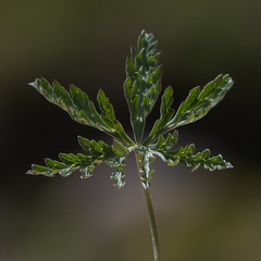 Geranium robustum