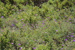 Geranium robustum