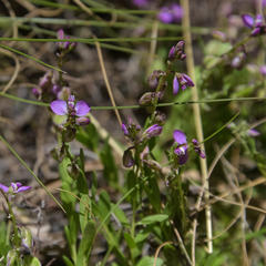 Polygala rhinostigma