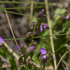 Polygala rhinostigma
