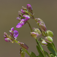Polygala rhinostigma