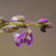 Polygala rhinostigma