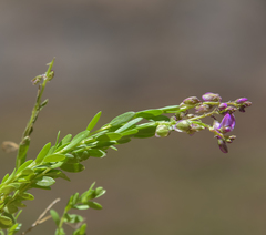 Polygala rhinostigma