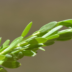 Polygala rhinostigma