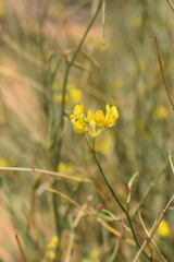 Coronilla juncea subsp. pomelii image