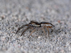 Rudakius cinctus