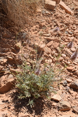 Ebenus pinnata image