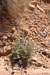 Ebenus pinnata image