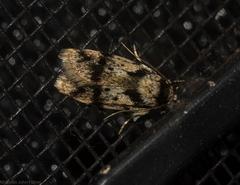 Barea basigramma