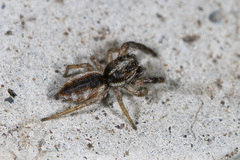 Rudakius cinctus