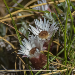 Helichrysum retortoides