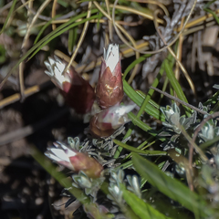 Helichrysum retortoides