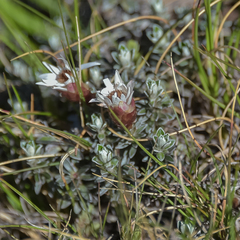 Helichrysum retortoides