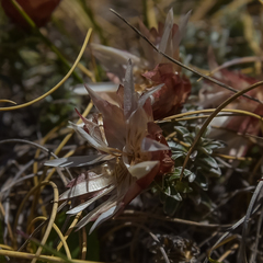 Helichrysum retortoides