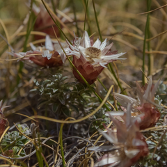 Helichrysum retortoides