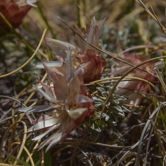 Helichrysum retortoides