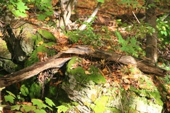 Tamiasciurus hudsonicus