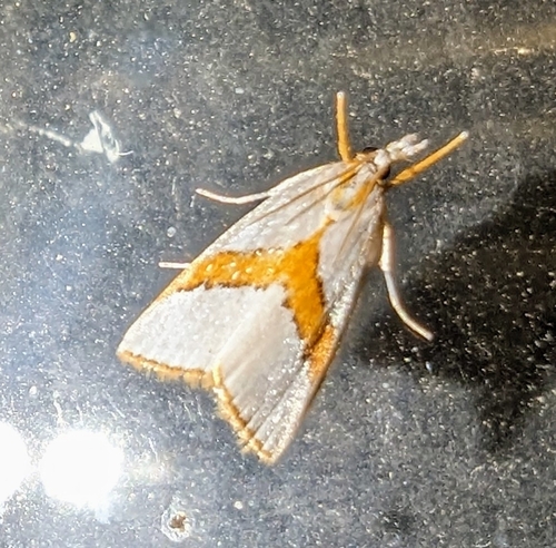 Straight-lined Vaxi Moth photo 5