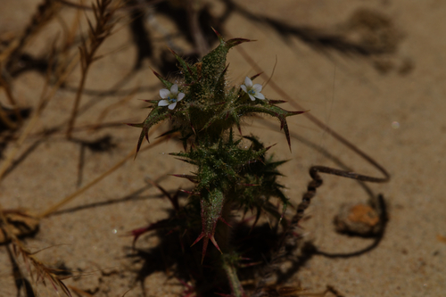 Image of Navarretia atractyloides by (c) Arvel Hernandez, some rights reserved (CC BY)