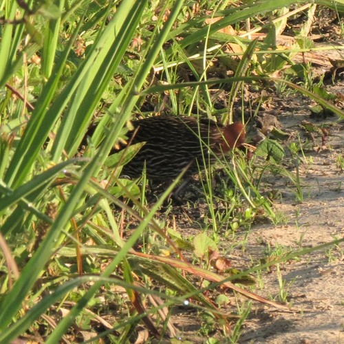 Striped Flufftail (Sarothrura affinis), photo 2