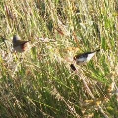 Spermestes bicolor nigriceps