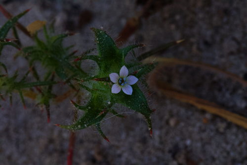 Image of Navarretia atractyloides by (c) Arvel Hernandez, some rights reserved (CC BY)