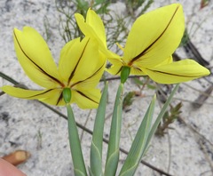 Bobartia filiformis