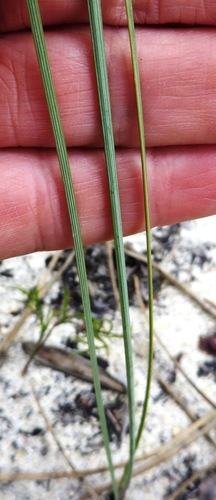 Image of Slender Rushiris (Bobartia filiformis) by (c) linkie, some rights reserved (CC BY)