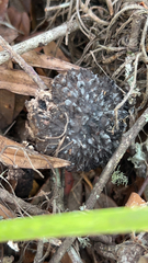 Strobilomyces strobilaceus image