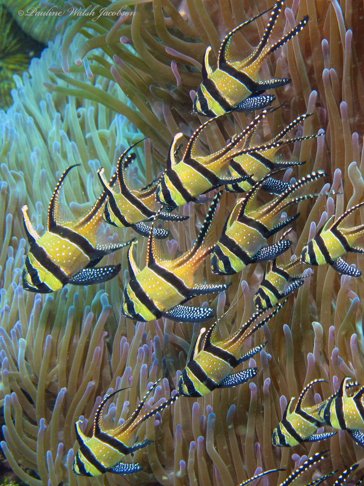 Photo of Banggai cardinalfish (Pterapogon kauderni)