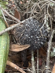 Strobilomyces strobilaceus image