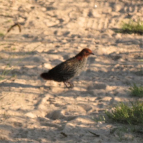 Subspecies Sarothrura affinis affinis · iNaturalist