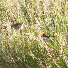 Spermestes bicolor nigriceps