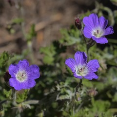 Geranium brycei