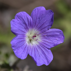 Geranium brycei