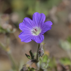 Geranium brycei