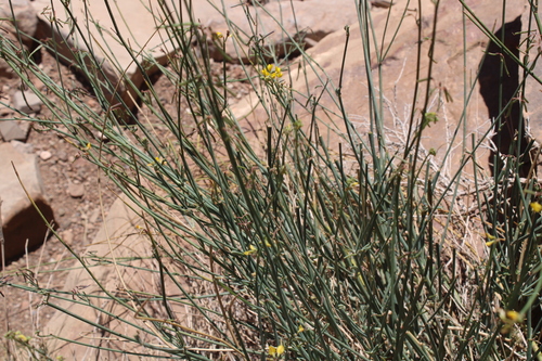 Coronilla juncea subsp. pomelii image