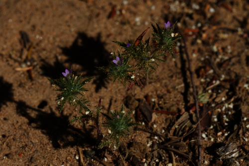 Image of Navarretia mellita by (c) Arvel Hernandez, some rights reserved (CC BY)