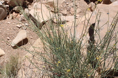 Coronilla juncea subsp. pomelii image